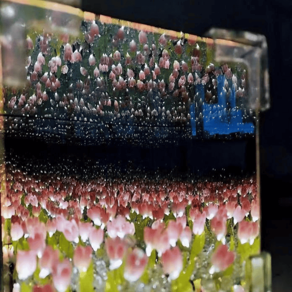 TANSICO Tulip Cube Lamp – 3D LED Floral Night Light in Square Design